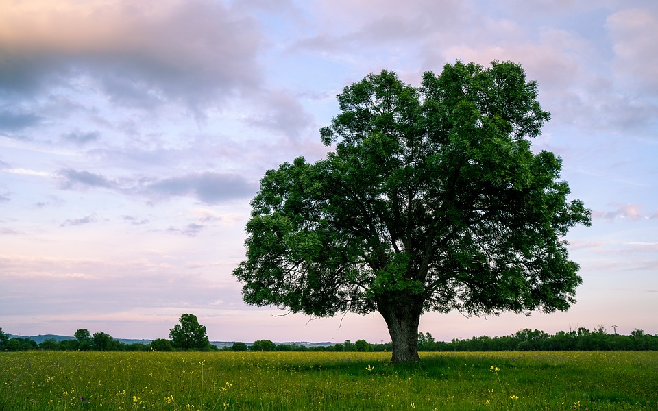 Typical trees of Seville