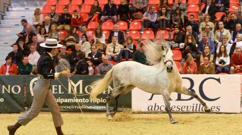 International Exhibition of Horses SICAB