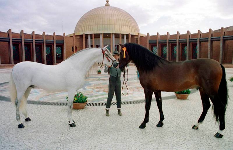 International Exhibition of Horses SICAB